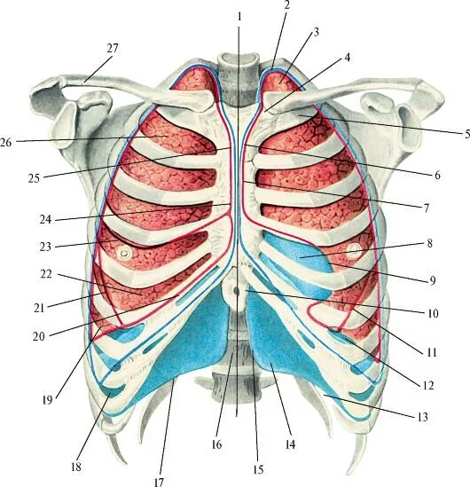 Легкие в грудной клетке анатомия. Анатомия грудной клетки человека с органами. Строение грудной клетки женщины с органами дыхания.