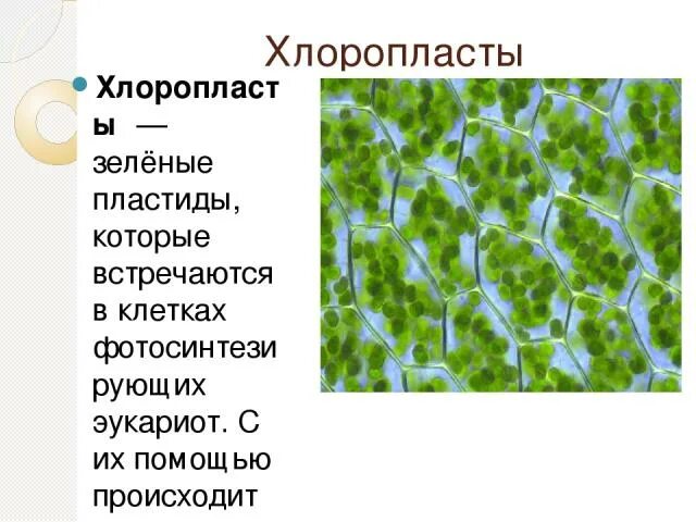 Хлоропласты в зеленых клетках. Зеленые пластиды. Фотосинтез хлоропласты хлорофилл. Зелёные пластиды которые встречаются в клетках. Зелёные пластиды которые встречаются в клетках фотосинтезирующих.