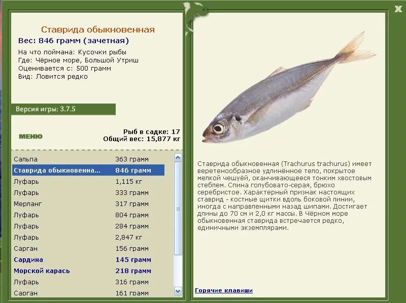 Русская рыбалка черное море. Русская рыбалка треска атлантическая. Русская рыбалка чёрное море лихия. Ставрида рыба Размеры и вес.