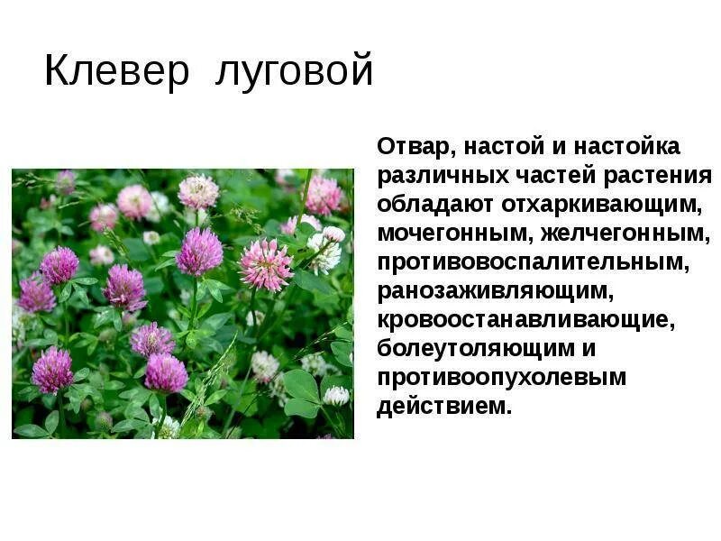 Клевер луговой польза. Род растения Клевер Луговой. Клевер белый, Клевер красный, Клевер розовый.. Клевер Луговой лекарственные свойства растения.