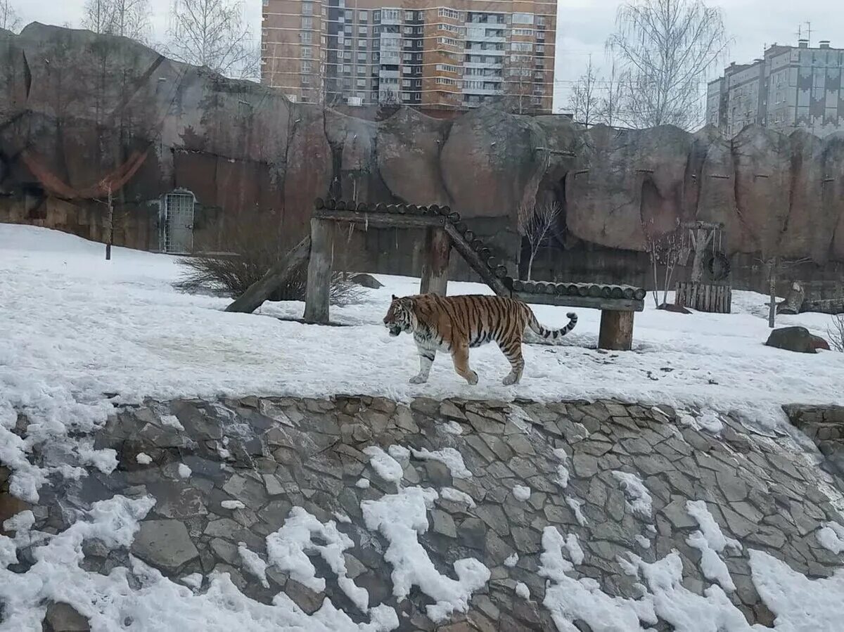 Зоопарк Ижевск. Ижевский зоопарк фото. Ижевский зоопарк Жираф. Птицы Ижевского зоопарка. Сайт зоопарка ижевска