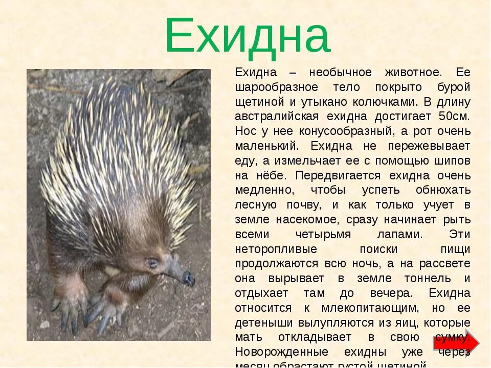 На каком материке живут ехидны. Австралийская ехидна описание. Ехидна животное Австралии описание. Сообщение про ехидну кратко. Ехидна доклад.