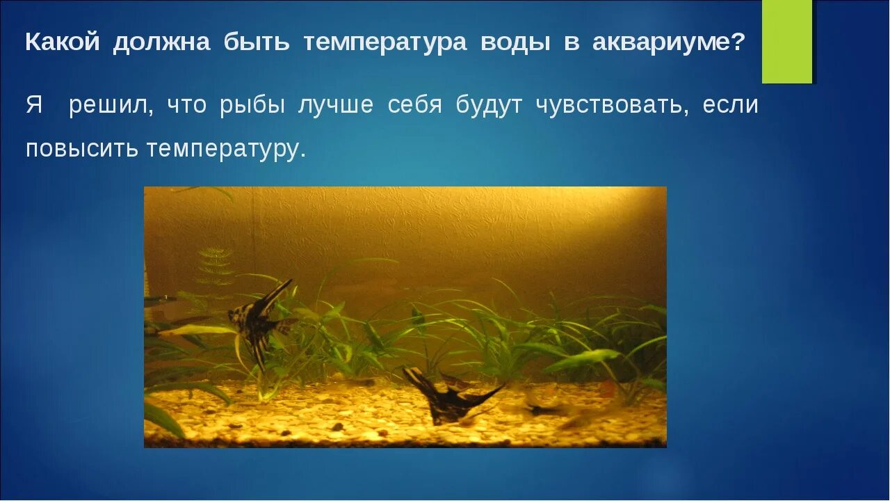Какая вода нужна рыбам. Какая температура должна быть в аквариуме. Какая температура воды должна быть в аквариуме. Температура воды в аквариуме для рыбок. Оптимальная температура в аквариуме для рыбок.