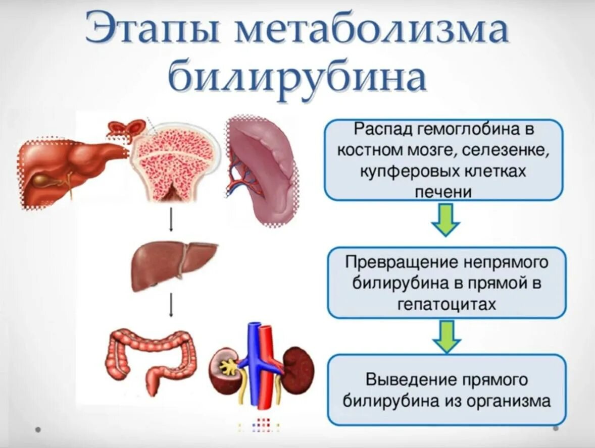 Билирубин какой орган. Билирубин. метаболизм билирубина схема. повышен прямой и непрямой билирубин. превращение билирубина в печени.