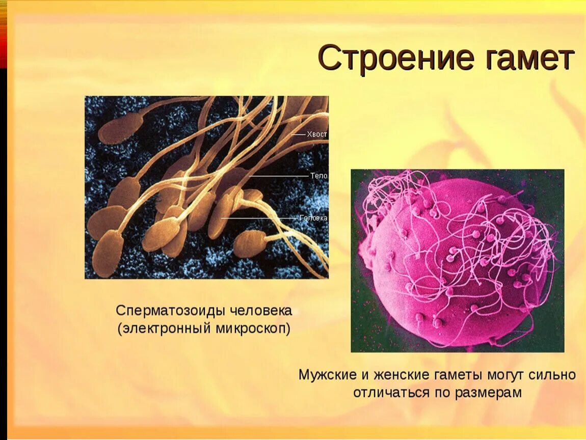 Строение гамет. Строение мужских и женских гамет. Гамета это. Строение половых клеток гамет. 3 мужские гаметы образуются