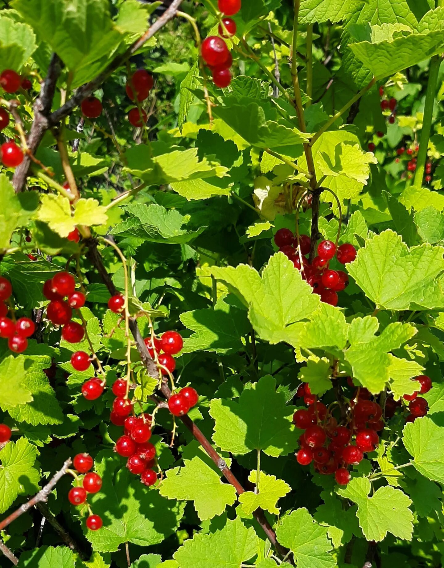 Смородина красная сахарная,с зкс. Смородина красная сахарная. Смородина красная сахарная. Красная смородина сорт сахарная. Ribes rubrum смородина красная куст.