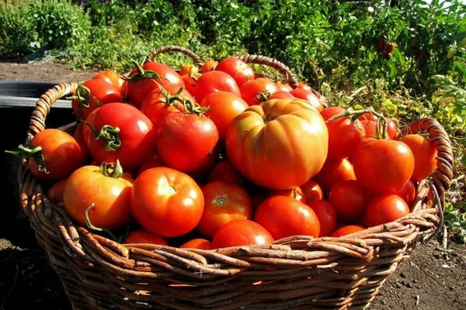 Как получить урожай помидоров. Урожай помидоров. Помидоры в огороде. Большой урожай томатов. Томаты на грядке.