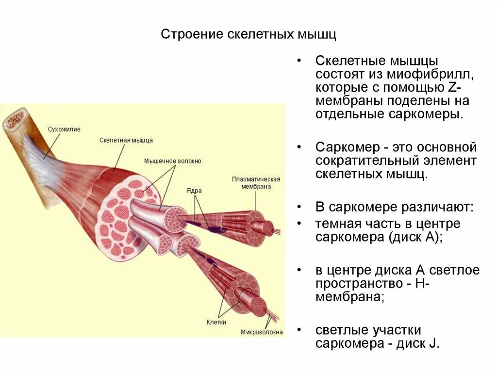 Особенности строения скелетных мышц. Внешнее строение скелетной мышцы. Строение скелетной мышцы вид сбоку. Структурные компоненты скелетной мышцы. Структура и функция мышц
