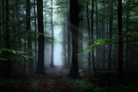 Дарк Форест густой лес.