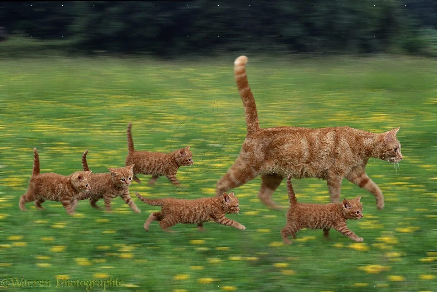 Кошка бежит. Кошка в прыжке. Кот убегает. Рыжий кот бежит.