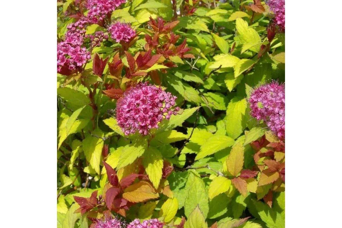 Спирея японская macrophylla. Спирея японская мэджик карпет. Спирея японская (spiraea japonica `magic carpet`). Спирея японская макрофилла. Спирея японская мэджик карпет.