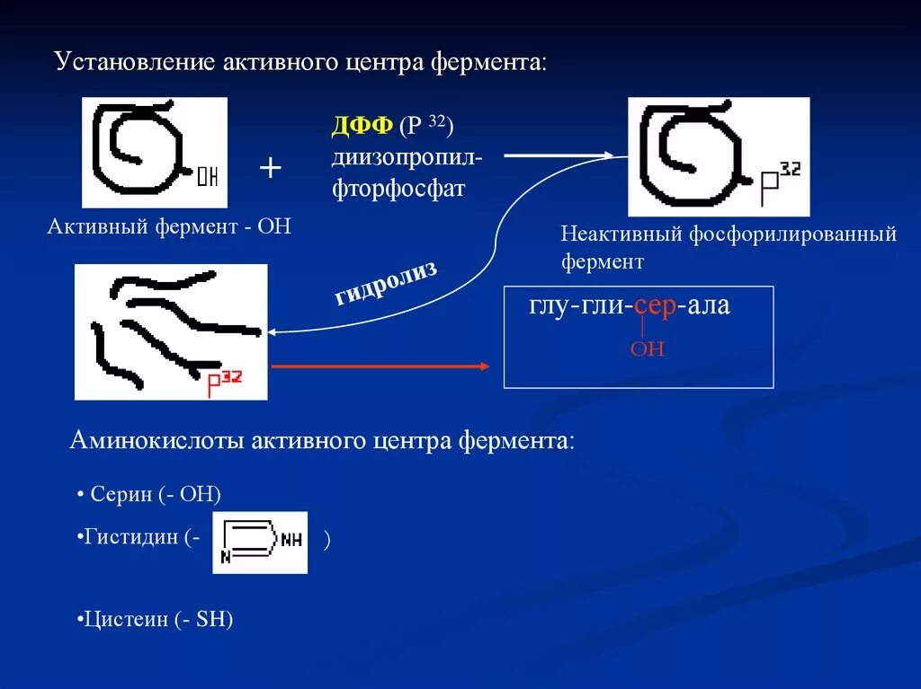 Неактивный фермент. Активный центр аминокислоты. Фосфорилированный фермент. Активны и неактивный фермент. Аминокислоты активного центра фермента.