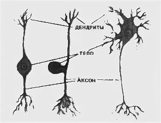 Короткие сильно ветвящиеся отростки. Нейрон и клетка Спутник. Клетки спутники в нервной ткани. Нейрон и клетка Спутник функции.