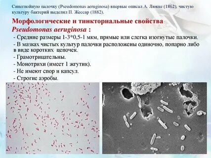 Синегнойная палочка условно патогенный микроорганизм