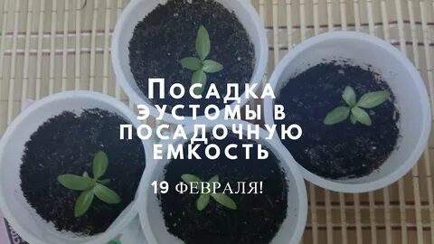 Благоприятные дни для посадки эустомы