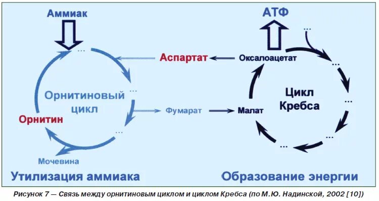 обезвреживание аммиака в клетках головного мозга. обезвреживание аммиака в почках и печени. удаление аммиака. удаление аммиака. удаление аммиака.
