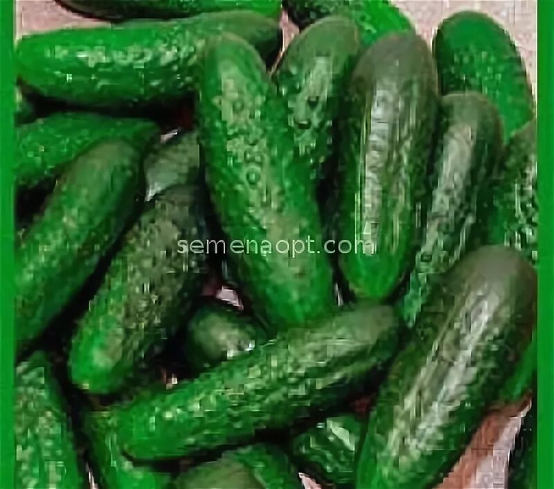 огурец кочубей f1. огурец обыкновенный. высаживаем огурцы в емкости. огурцы в 2024 году. сорт огурцов муромский.