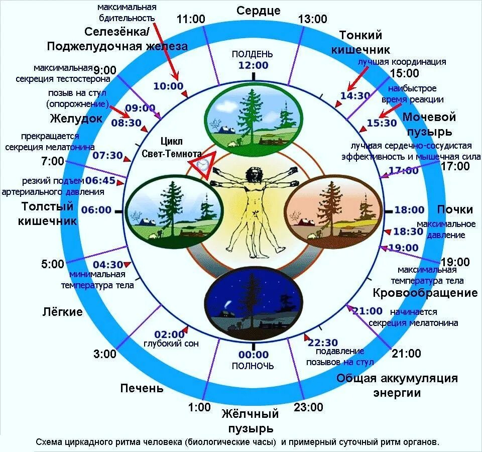 Активность органов по часам. Схема циркадного ритма человека биологические часы. Биологические суточные часы организма человека по часам работы. Циркадные ритмы органов человека суточные. Активность органов по часам суточные биоритмы.