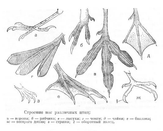 Особенности строения покров конечностей птиц