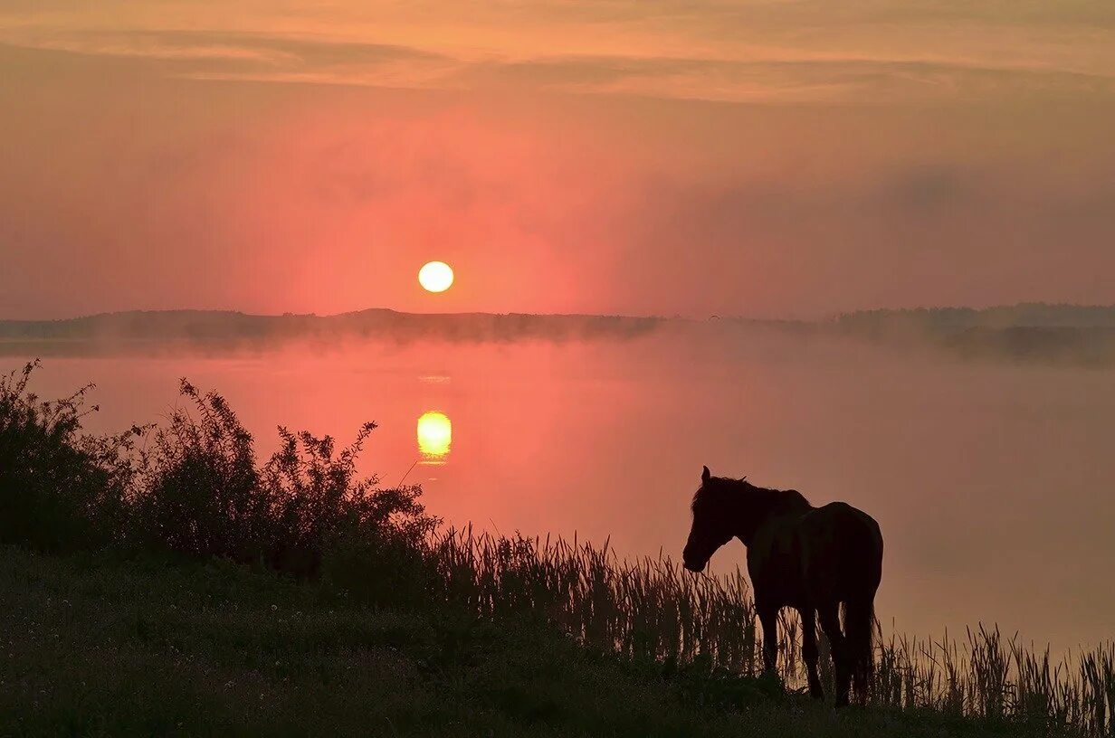 Вечер лучшее время. Конь в поле на рассвете. Лошади вечером на поле. Рассвет в деревне лошади. Лошадь в поле на закате.