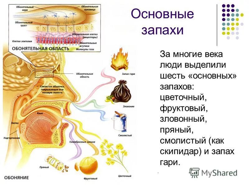 какие зловонные запахи