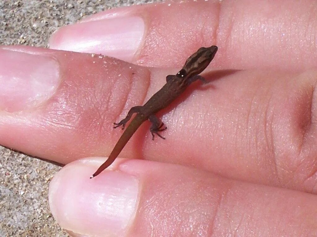 Карликовая ящерица. Sphaerodactylus ariasae (геккон). Виргинский круглопалый геккон. Карликовый геккон (Sphaerodactylus ariasae). Харагуанский сферо.