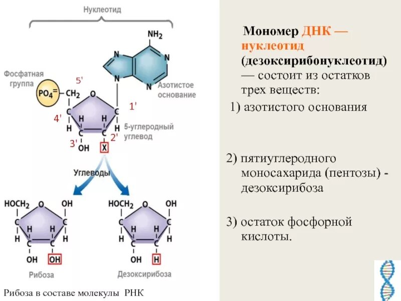 Днк какой мономер. Структура мономера ДНК. Строение нуклеотида. Строение мономера ДНК. Строение мономера РНК.