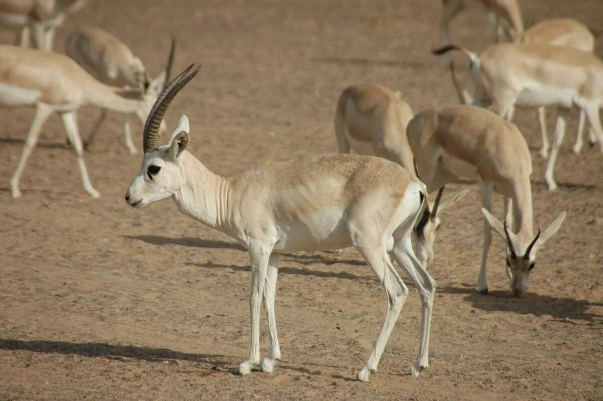 Джейран. Антилопа джейран. • песчаная газель (gazella leptoceros). туркменский джейран. степной джейран.