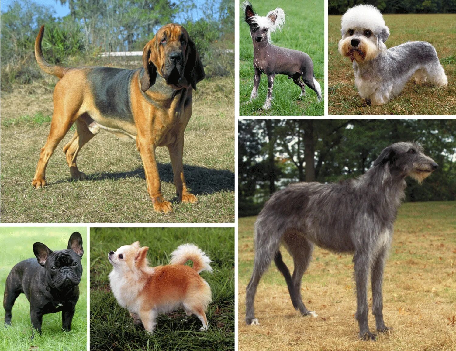 Породы собак названия. Название собак. Собаки и их породы. Разные собаки и их названия. Фотографии различных пород собак.