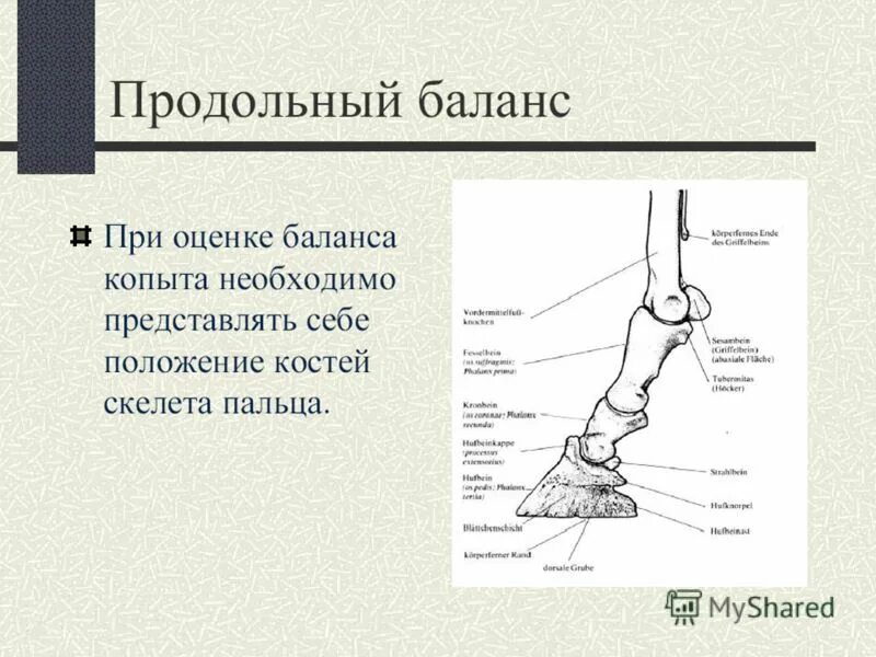 Кости первых текст. Путовая кость. Сесамовидная кость. Сесамовидная кость стопы. Путовая кость латынь.