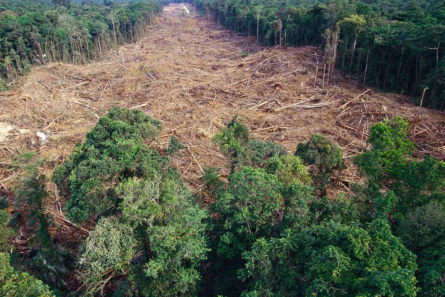 Обезлесение в Индии. Обезлесение Бразилии. Долина Мехико обезлесение. Вырубка лесов в субтропиках России. Проблема тропического леса