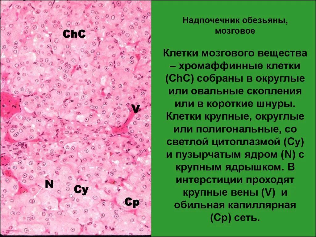 Хромаффинная ткань надпочечников. Мозговой слой надпочечников. Гистологическое строение мозгового вещества надпочечников. Хромаффинные клетки надпочечников. Хромаффинные клетки надпочечников.
