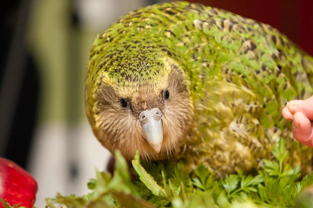 Попугай какапо. Попугай какапо новая Зеландия. Какапо или Совиный попугай. Новозеландская птица какапо.