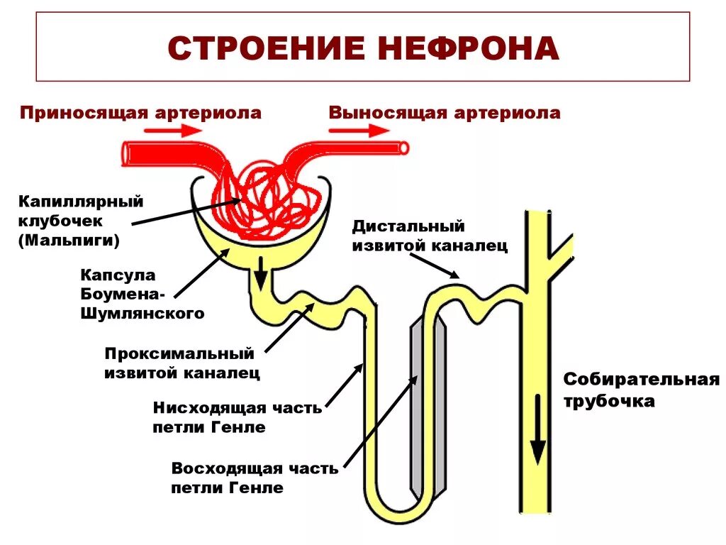 Капсула клубочка нефрона строение. Структура нефрона капсула и каналец. Строение нефрона человека схема. Анатомическое строение нефрона.