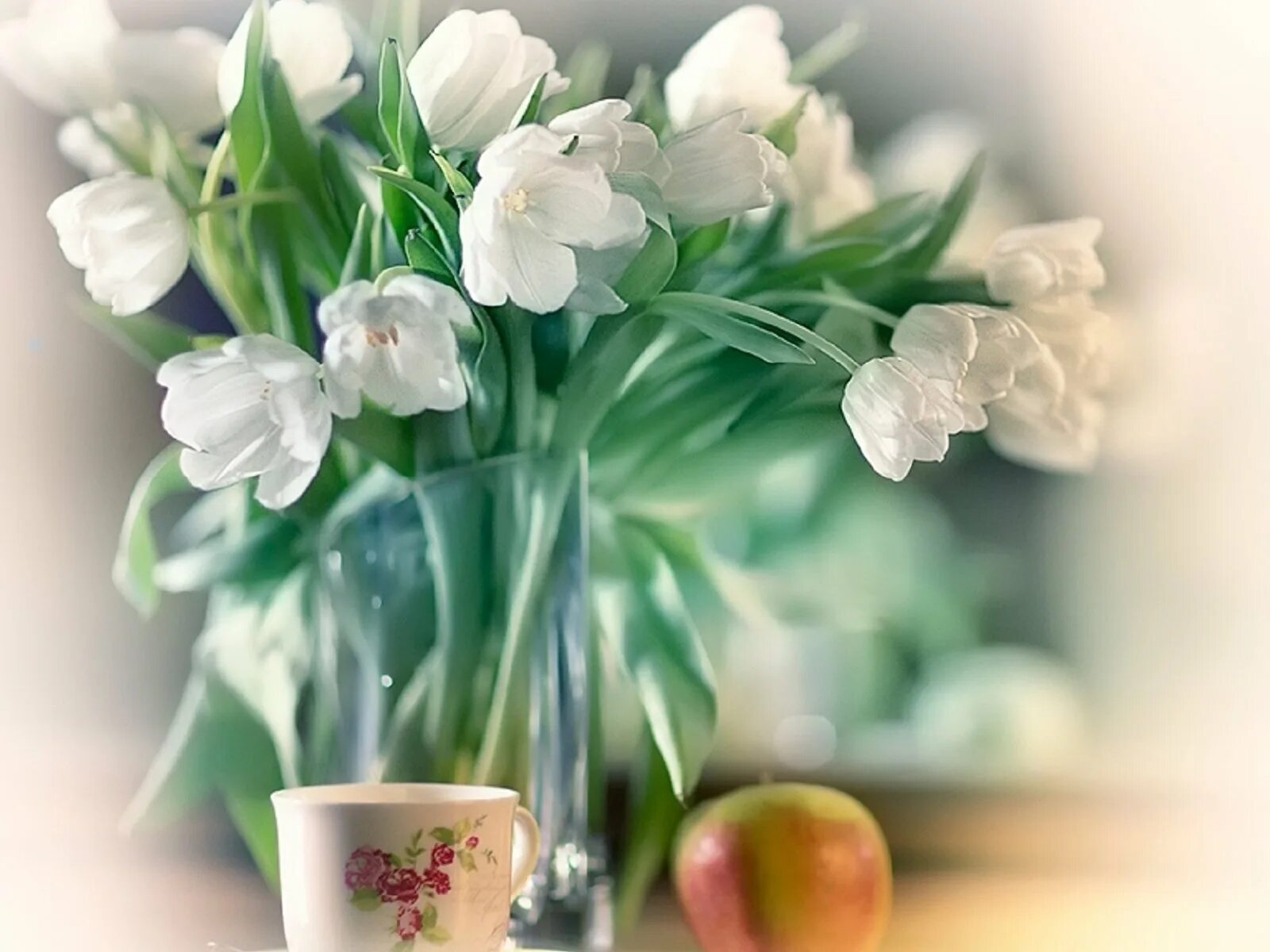 Красивые благословение. Белые тюльпаны. Доброе субботнее утро Весна. С добрым субботним утром весны. Благословенного утра весны.