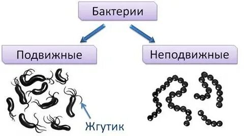 Расселение бактерий