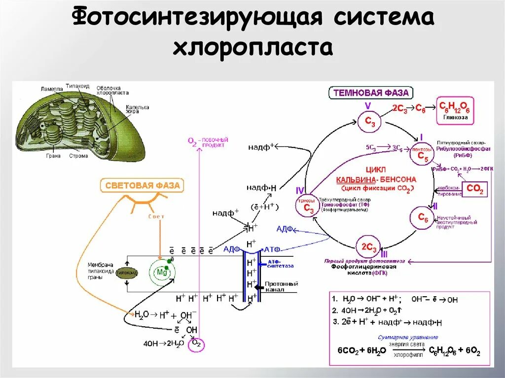 Хлоропласты синтез белка. Световая фаза фотосинтеза схема. Схема фотосинтеза ЕГЭ биология. Световая фаза фотосинтеза схема ЕГЭ. Фотосинтез световая и темновая фазы 10 класс.