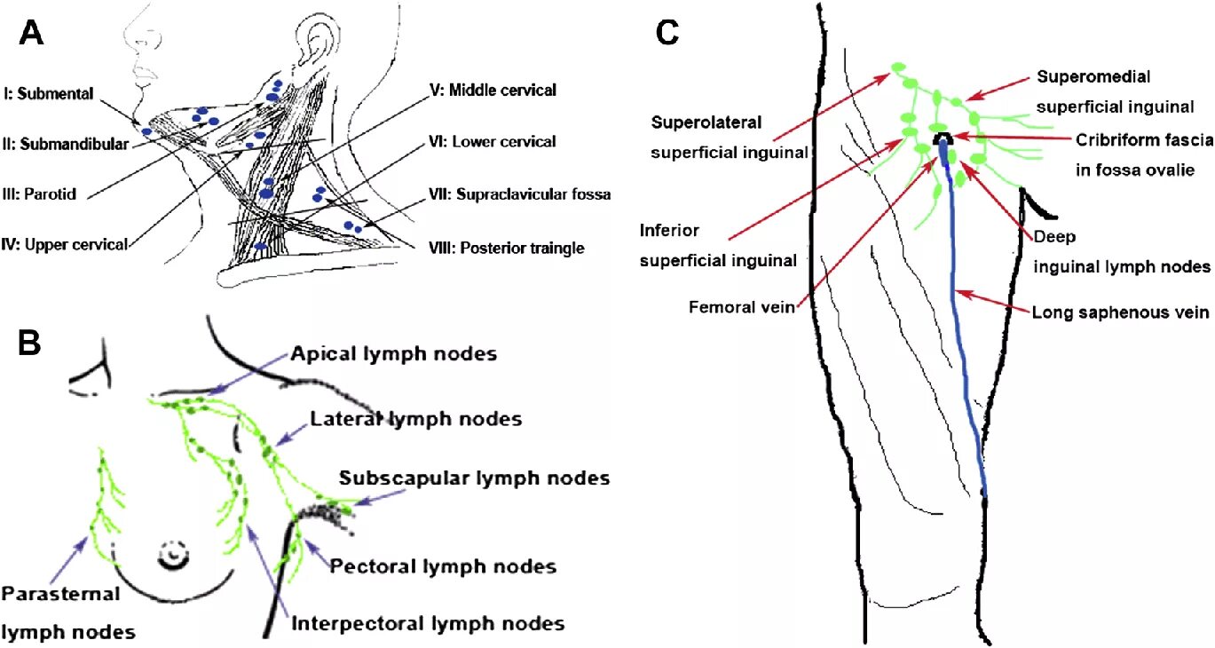 Паховые лимфоузлы схема. Схема расположения подмышечных лимфоузлов. Лимфоузлы подмышками расположение схема. Лимфатические узлы нижних конечностей схема. Паховый лимфоузел у женщин где