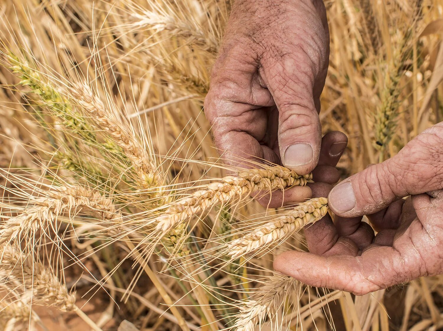 Созревшая пшеница. Поспела пшеница. Убранное поле пшеницы. Поле молодой пшеницы.