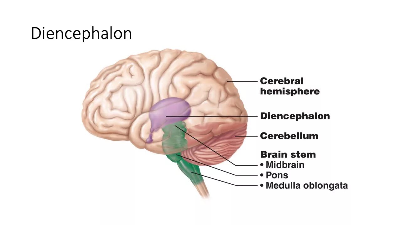 Brain structure. Cerebral Hemisphere. Diencephalon Anatomy. Гипоталамус анатомия. Diencephalon functions.