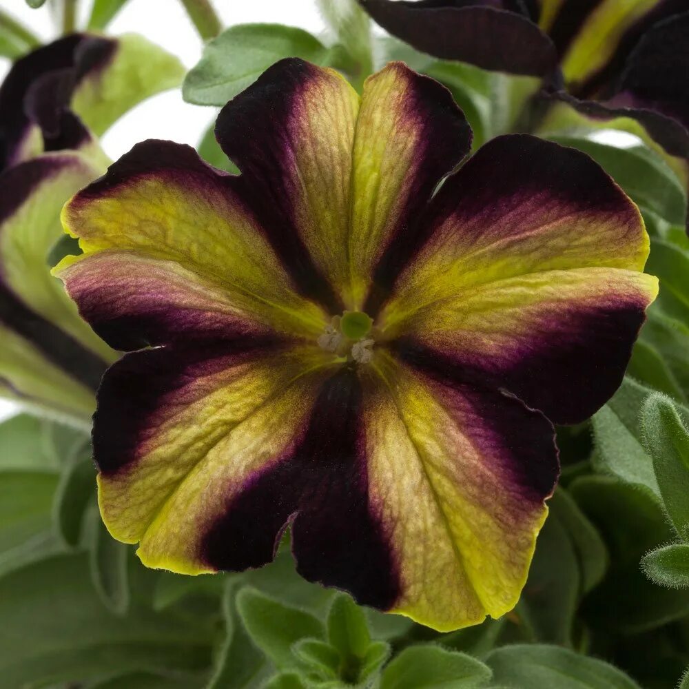 Мистикал миднайт. Петуния Crazytunia Pulse. Петуния Crazytunia Lucky Lilac. Петуния Crazytunia Mandeville. Петуния Mystical Midnight Gold.