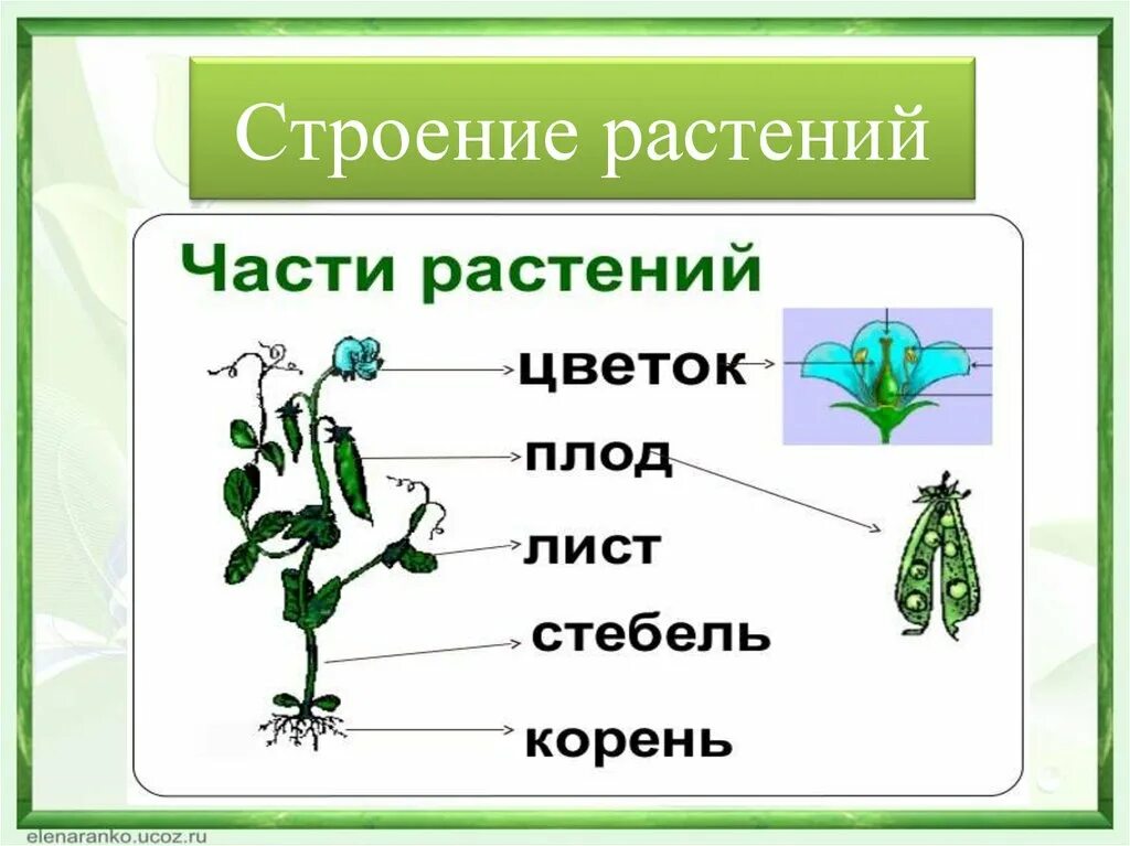 Строение растения. Строение органов растений. Строение травы. Структура растения. Назовите органов цветковых растений