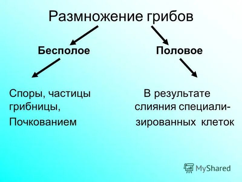 Споры полового размножения грибов