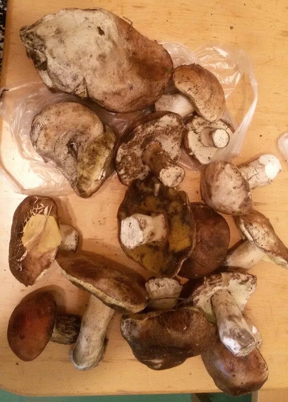 Сморчок степной. Корзина подберезовиков. Грибная ростов. Грибная ростов. Грибная ростов.