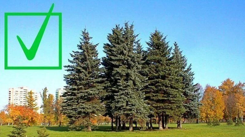 Парк академика сахарова санкт петербург фото Международный день памяти жертв радиационных аварий и катастроф Новости Новости