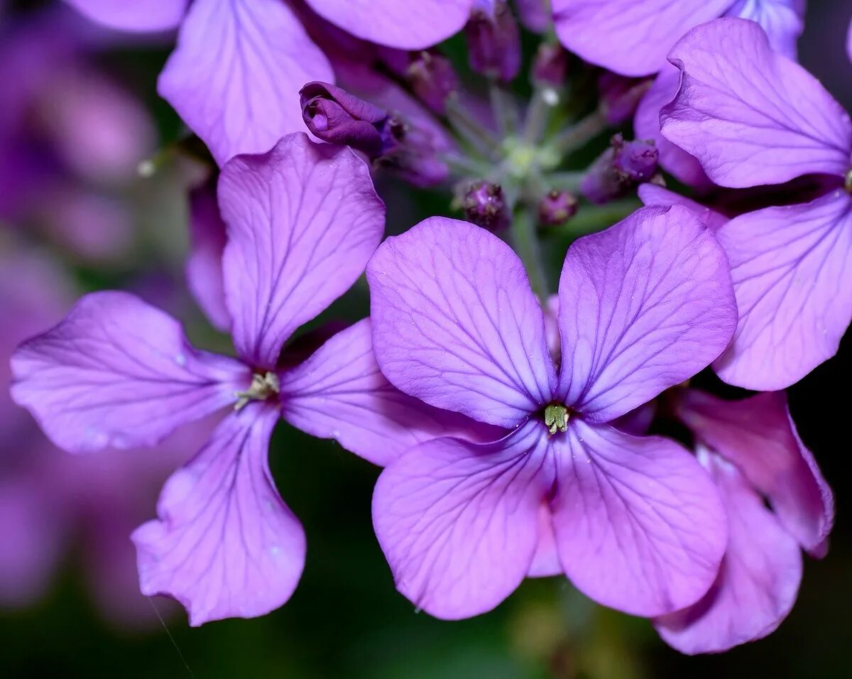 Лунник оживающий. Лунария растение лунник. Лунария однолетняя. Фото лунника. Лунария лунник.