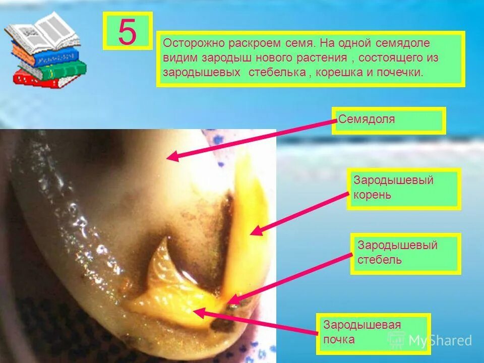 Из семядолей стебелька корешка и почечки