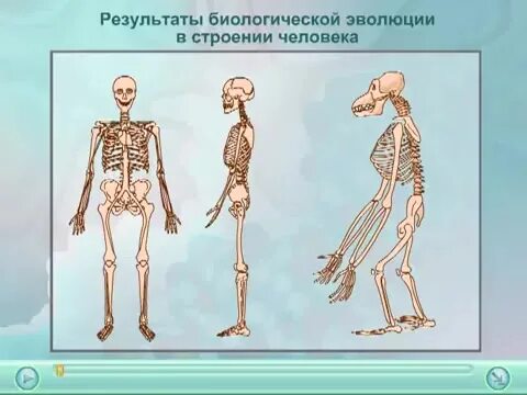 Этапы развития человечества. Этапы развития человека таблица. Основные этапы антропогенеза схема. Эволюция строения человека. Эволюция строения человека.