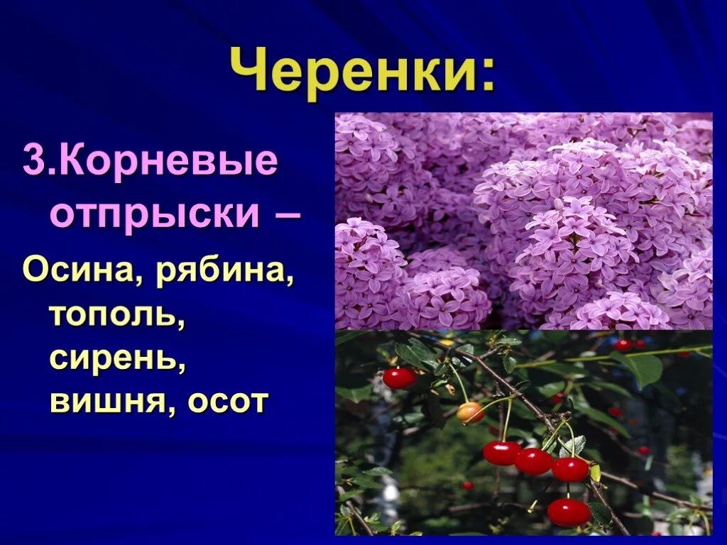 Сирень покрытосеменное растение. Корневые отпрыски сирень вишня. Корневые отпрыски осины. Сирень и Тополь.