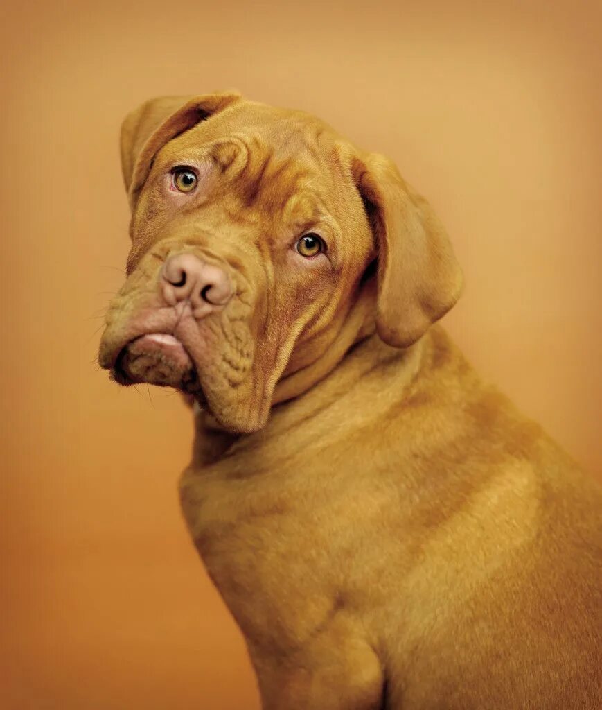 Щенок немецкого дога 2 месяца. 5 дога. Канарский дог питомник. Немецкий дог багратион. 5 дога.